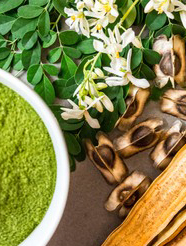 Moringa Seeds Surrounded By Powder