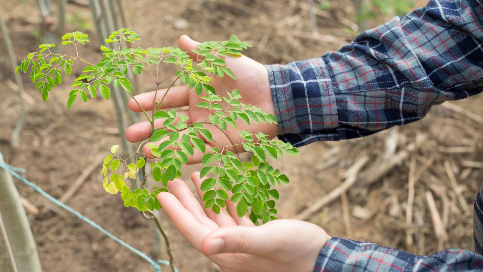 Read more about the article Moringa: Nature’s Gift for Health and Healing