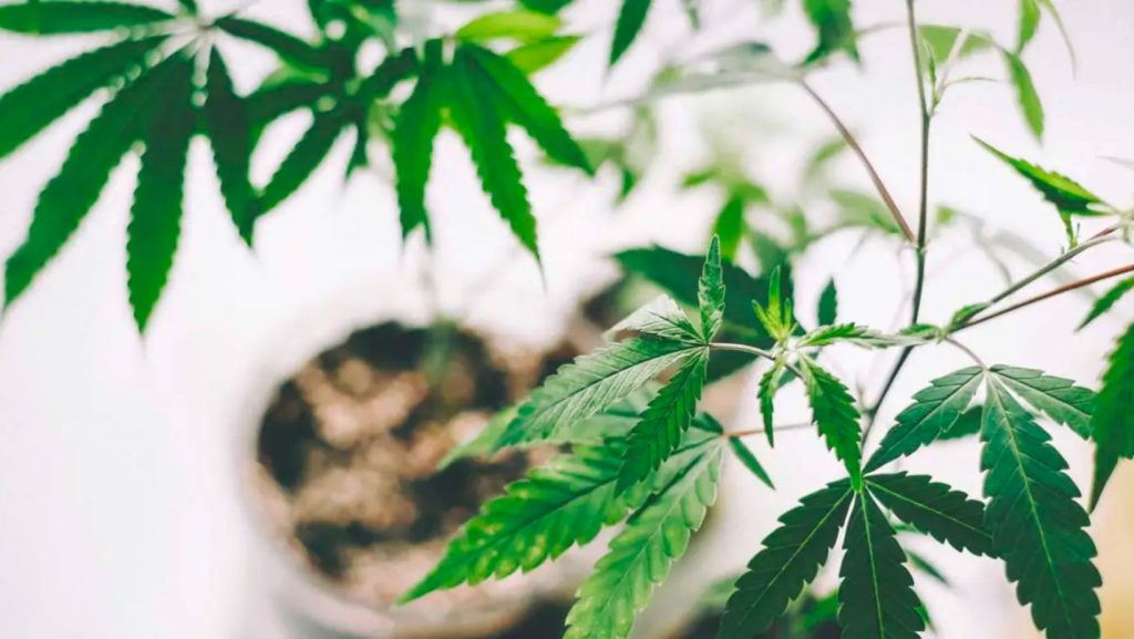 Cannamora Blog 1024x577