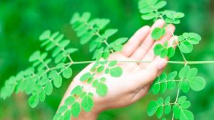 Read more about the article The Benefits of Moringa for Women